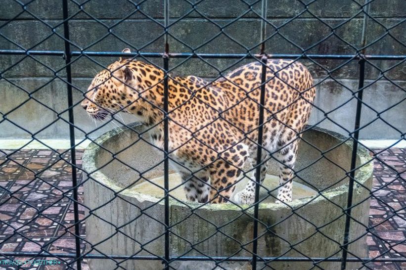 Akvárium a zoo tygra na Samui - smutné a drahé