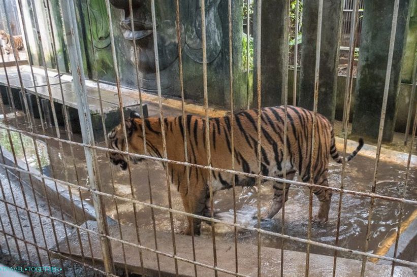 Akvárium a zoo tygra na Samui - smutné a drahé