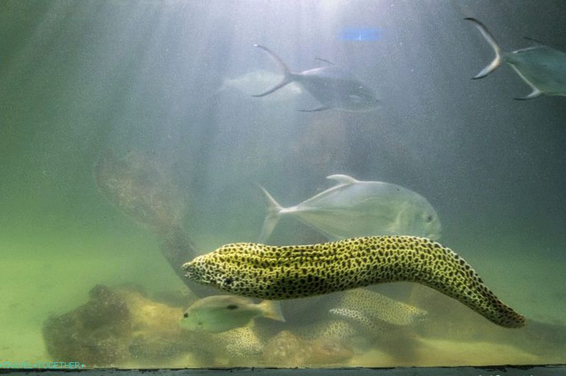 Moray