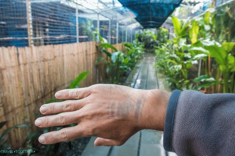 Akvárium a zoo tygra na Samui - smutné a drahé