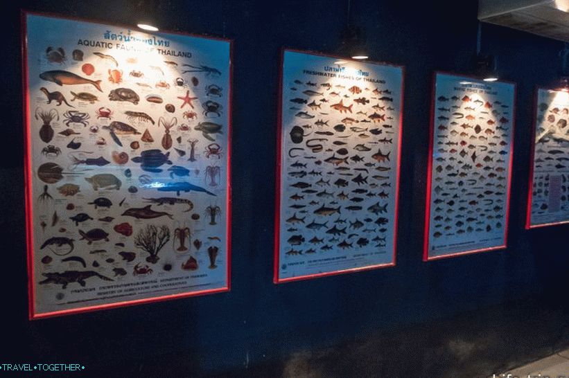 Akvárium a zoo tygra na Samui - smutné a drahé