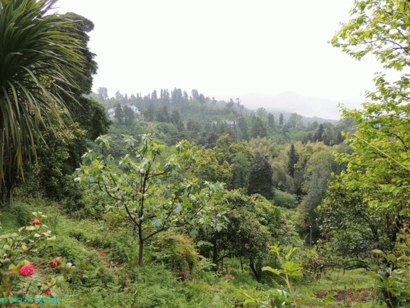 Batumi Botanická zahrada