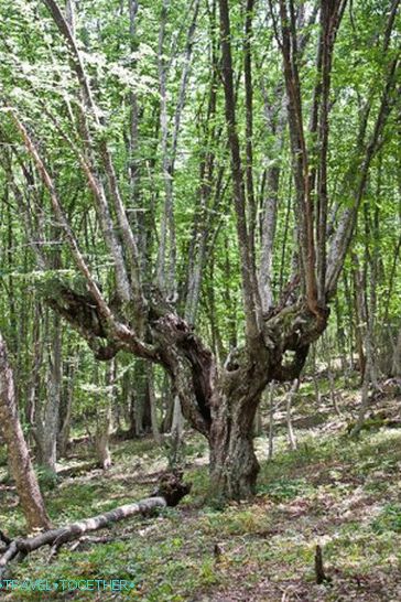 Legrační stromy v lese