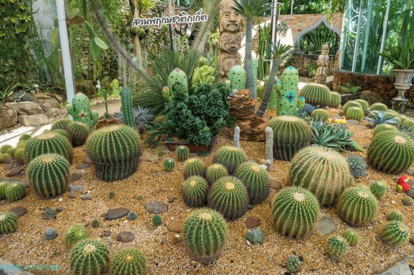 Botanická zahrada v Phuketu - pro milovníky rostlin a sebe sama