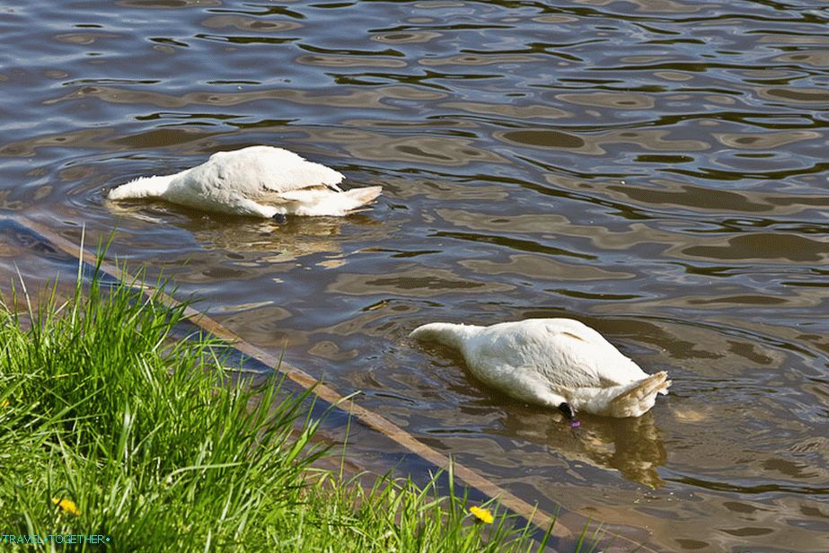 Synchronizované plavání