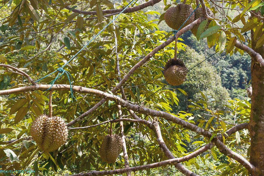 Jak durian roste