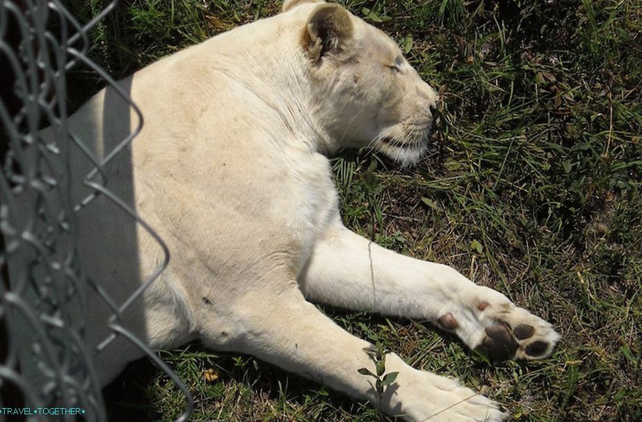 Taigan Safari Park