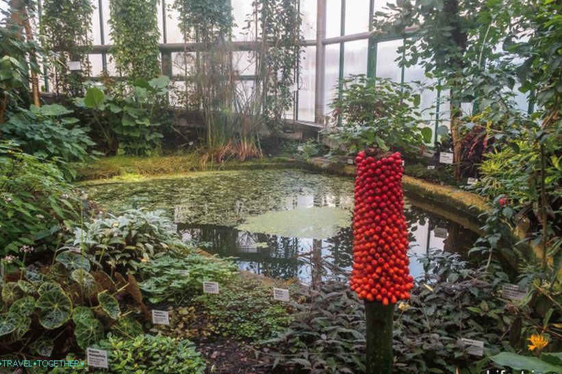 Jedna z tropických pokojů v liberecké botanické zahradě