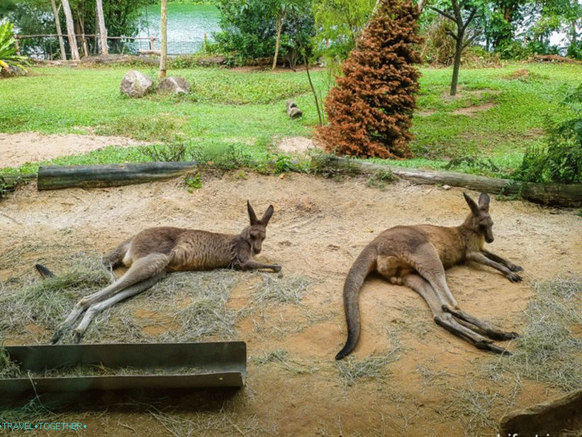 Zoo v Singapuru