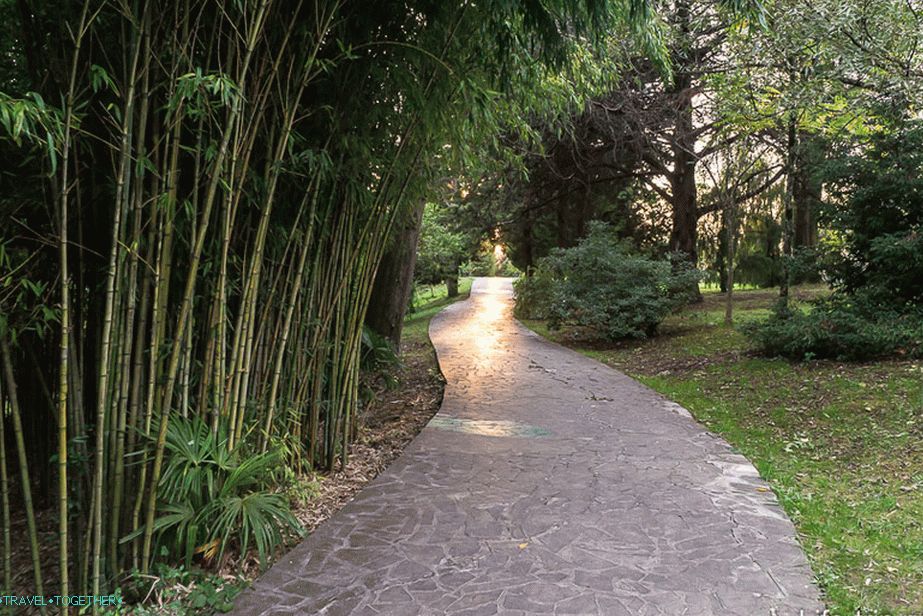 dendrarij-sochi-14