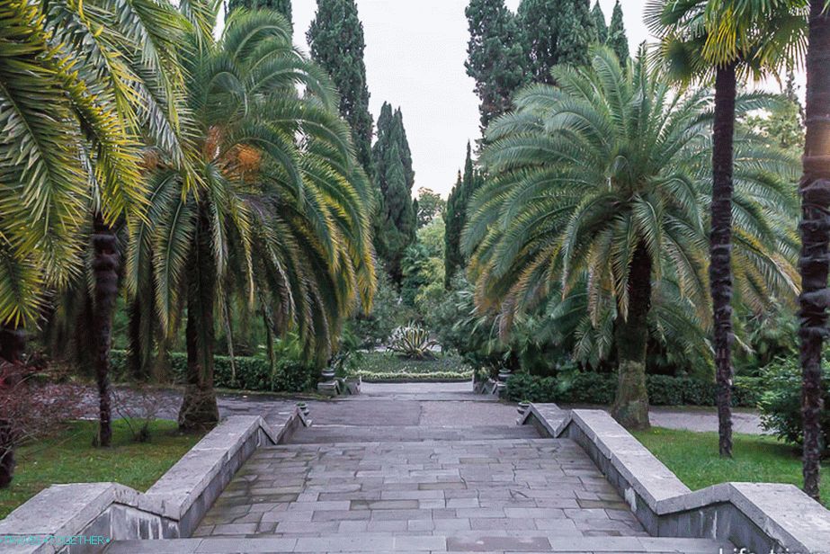 dendrarij-sochi-22