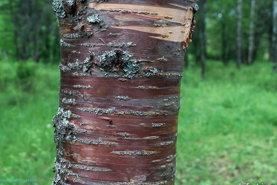 Pokud se nemýlím, tohle je Maakova ptačí třešně.