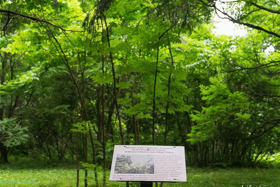 Aralia Manchurian