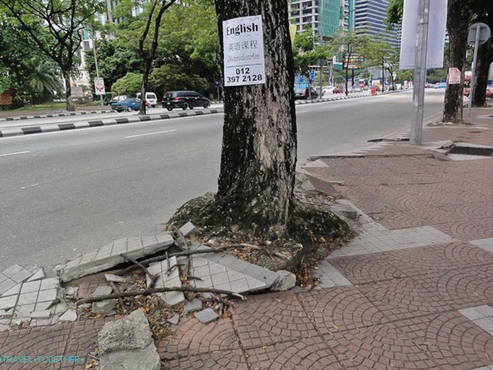 Kořeny stromů spěchají ke svobodě Kořeny stromů spěchají ke svobodě