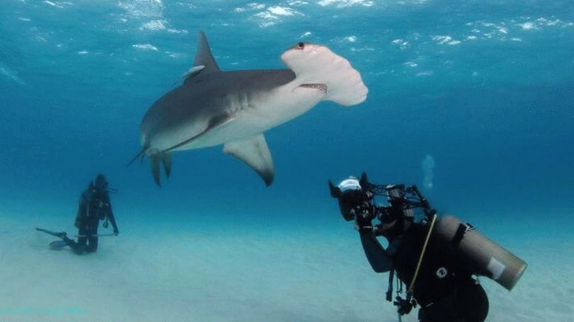 Žraloci v Thajsku