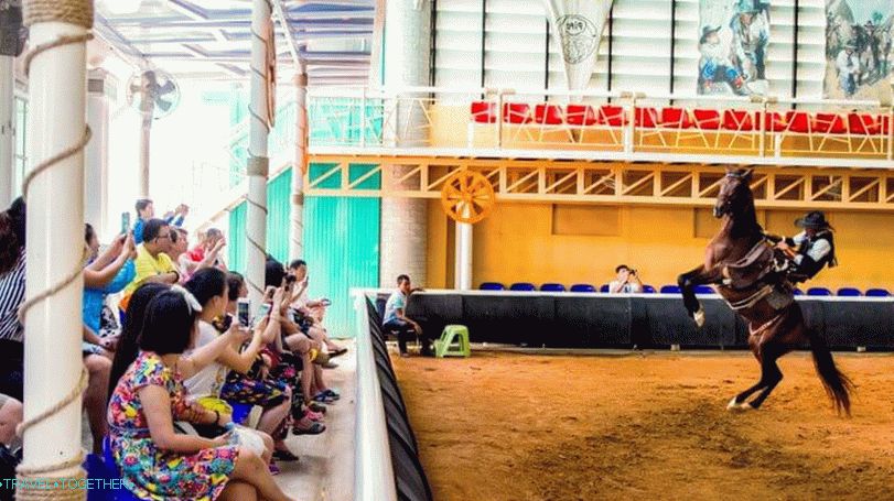 Pipo Pony Farm v Pattaya
