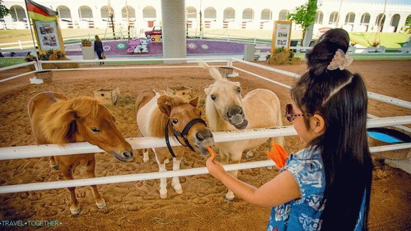 Pipo Pony Farm v Pattaya