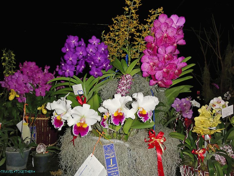 Orchideje na festivalu květin v Thajsku Orchideje na festivalu květin v Thajsku