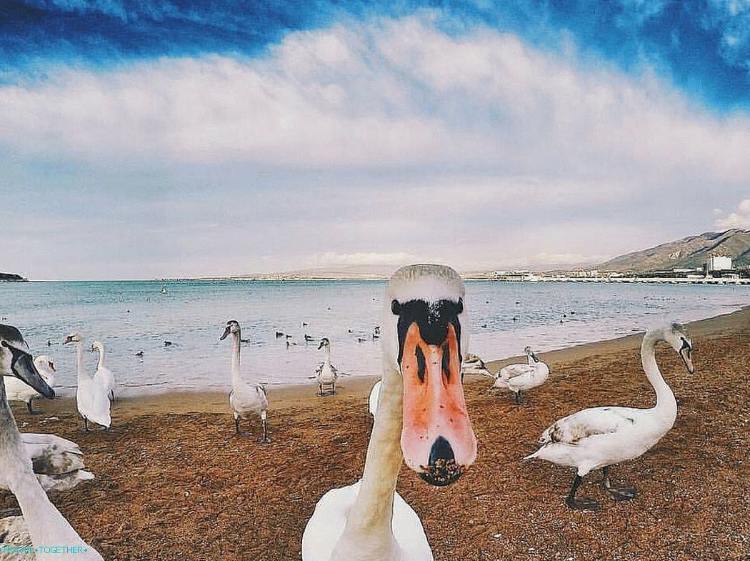 Labutě na pláži Gelendzhik. Fotografie - @lovegen