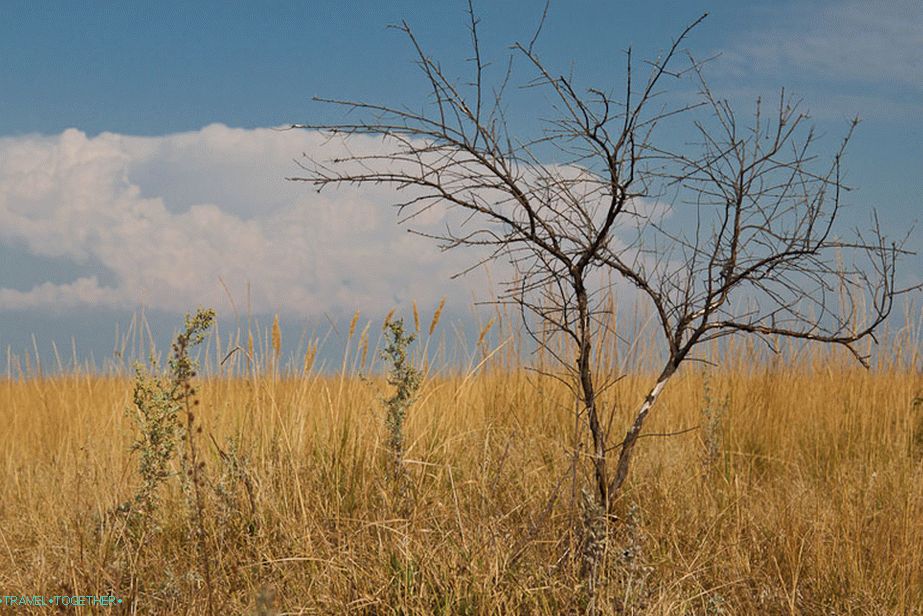 African Savanna