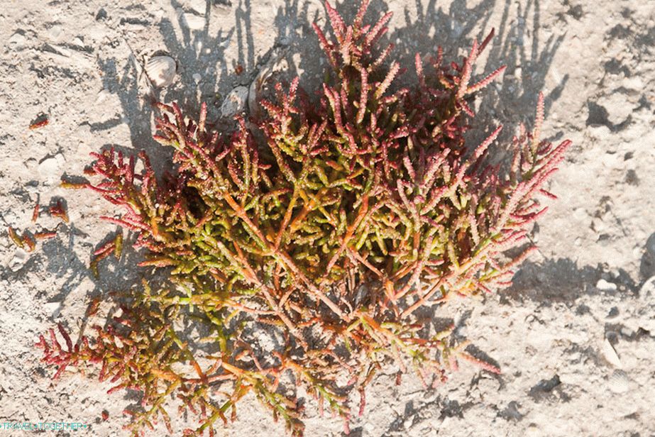 Sedum obsahuje hodně vlhkosti uvnitř