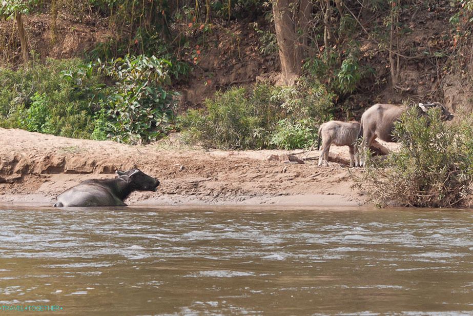 Hospodářská zvířata v okolí Vang Vieng