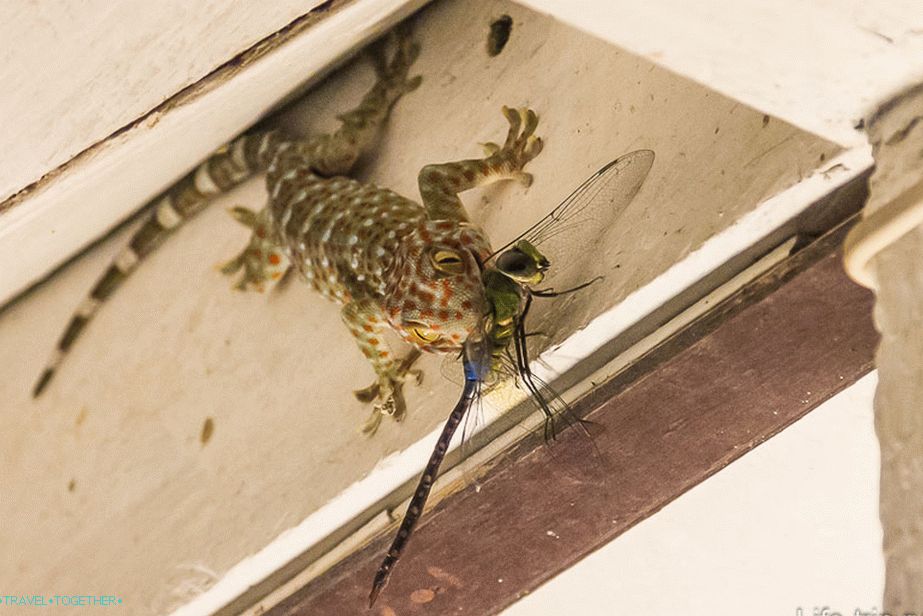 Přírodní procesy na verandě domu