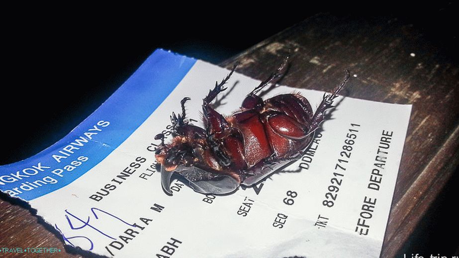 Brouci létají spát na verandě (on je naživu!)