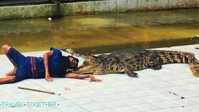 Show s krokodýly v Namuang Safari Park na Samui Show s krokodýly v Namuang Safari Park na Samui