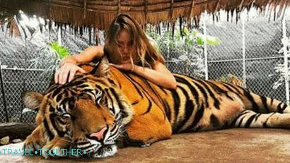 Fotografie s tygrem v Namuang Safari Park na Samui Fotografie s tygrem v Namuang Safari Park na Samui