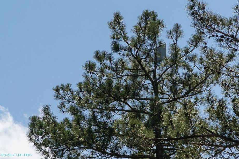 3G anténa musela být zvýšena na vysoké borovici