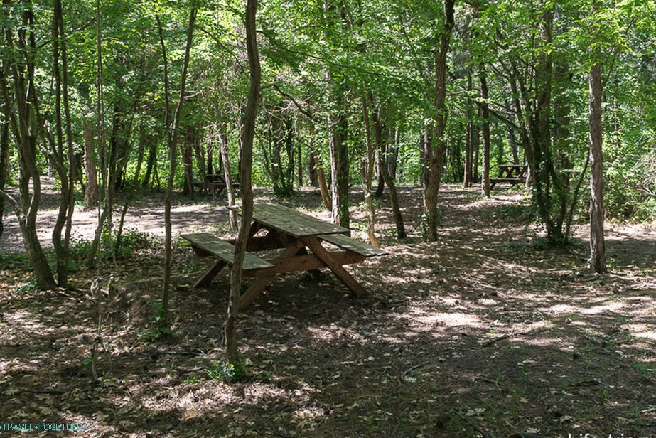 Glade pod stanem (krátké vzdálenosti mezi stromy)
