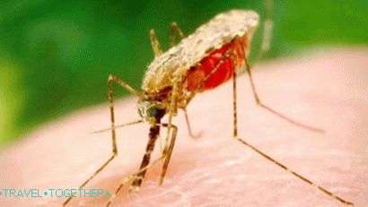 Malárie komár v Thajsku