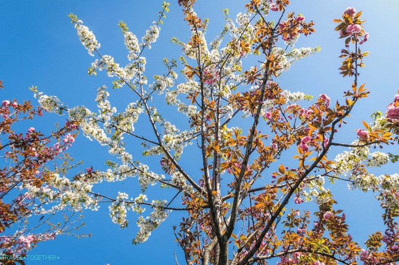 Kooperativní náměstí - když třešňové květy v Soči