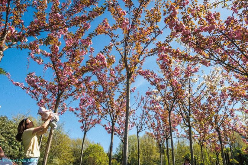 Kooperativní náměstí - když třešňové květy v Soči