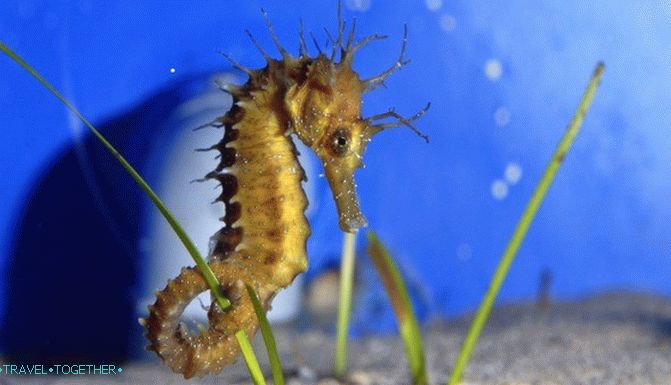 Krétské akvárium. Mezi obyvateli hlubin Středozemního moře