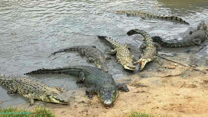 Krokodýli v Thajsku