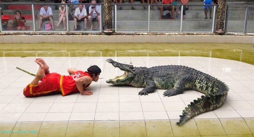 Show s krokodýly v Thajsku