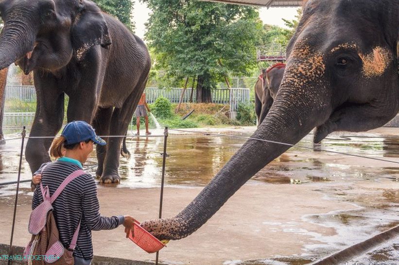 Krokodýlí farma v Pattayi a park miliónů kamenů - moje dojmy