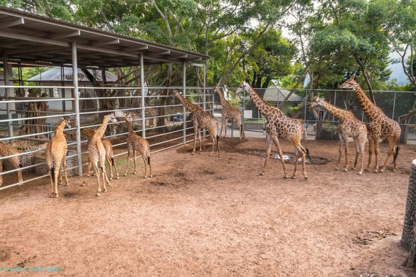 Krokodýlí farma v Pattayi a park miliónů kamenů - moje dojmy