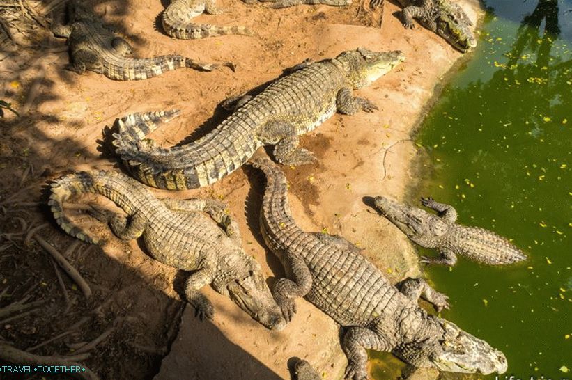 Krokodýlí farma v Pattayi a park miliónů kamenů - moje dojmy