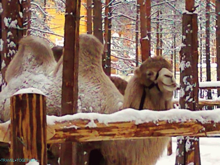 Zoo v rodišti Santa Clause