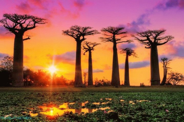 Madagaskar, Baobab Alley