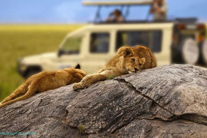 Odpočinek pro děti v zahraničí, Safari v Tanzanii