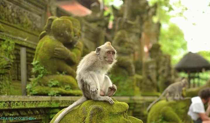 Bali, opičí les v Ubudu