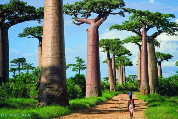 Madagaskar, Baobab Alley - nejznámější alej na světě