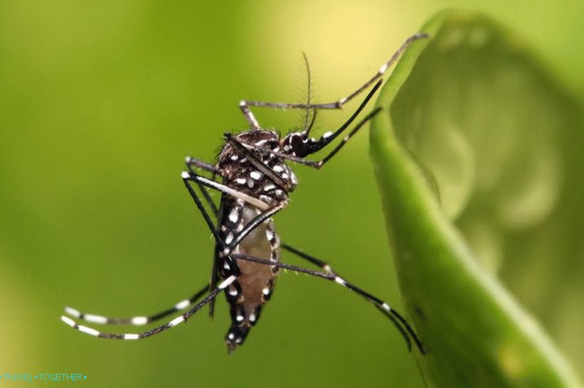 Transportéry komárů Aedes Aegypti