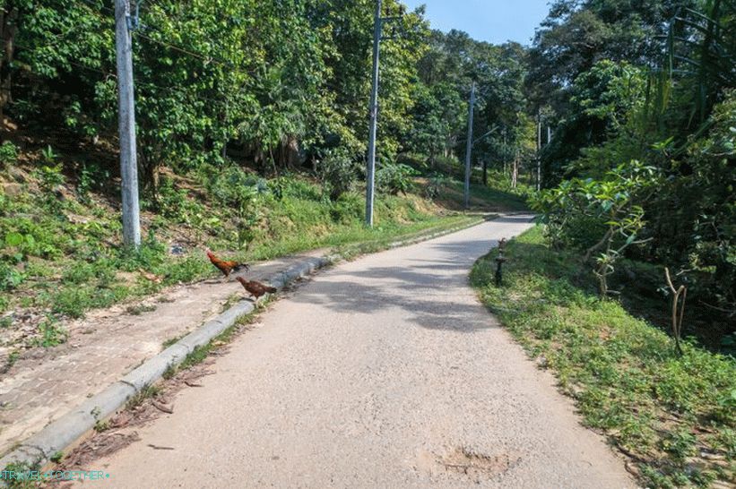 Nejlepší prohlížecí platformy na ostrově Phi Phi - hlediska 1, 2 a 3