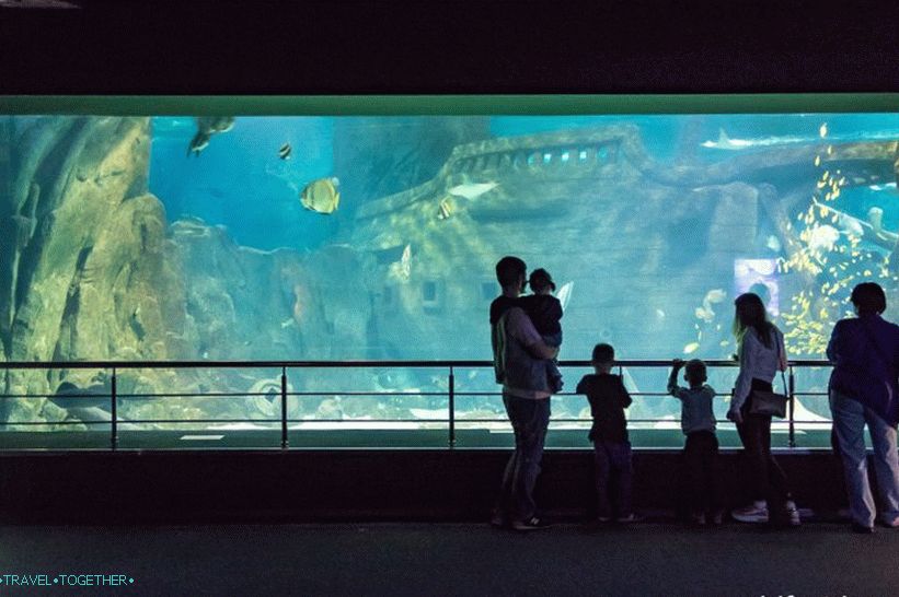 Oceanarium in Adler