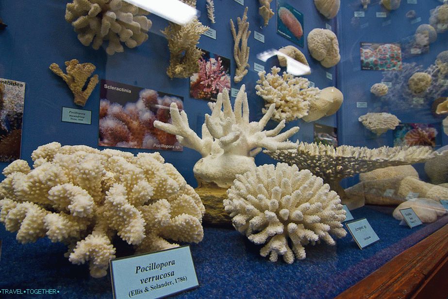 Coral obrací zvířata